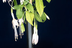 Fuchsia magellanica (IMG_0242_1.tif)