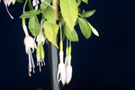 Fuchsia magellanica (IMG_0243_1.tif)