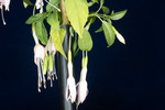 Fuchsia magellanica (IMG_0244_1.tif)