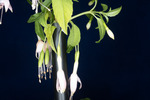 Fuchsia magellanica (IMG_0245_1.tif)