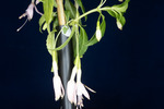 Fuchsia magellanica (IMG_0248_1.tif)