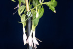 Fuchsia magellanica (IMG_0249_1.tif)