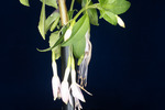 Fuchsia magellanica (IMG_0250_1.tif)