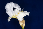 Iris germonica (IMG_0001.tif)