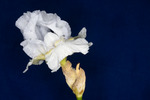 Iris germonica (IMG_0003.tif)