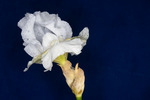 Iris germonica (IMG_0004.tif)