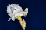 Iris germonica (IMG_0005.tif)