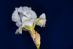 Iris germonica (IMG_0006.tif)