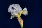 Iris germonica (IMG_0007.tif)