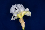Iris germonica (IMG_0008.tif)