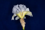 Iris germonica (IMG_0009.tif)