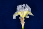 Iris germonica (IMG_0011.tif)