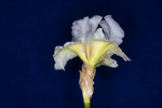 Iris germonica (IMG_0012.tif)