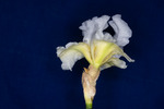 Iris germonica (IMG_0013.tif)