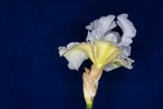 Iris germonica (IMG_0014.tif)