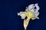 Iris germonica (IMG_0015.tif)