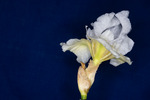Iris germonica (IMG_0016.tif)