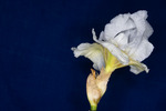 Iris germonica (IMG_0017.tif)