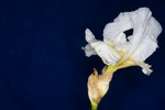 Iris germonica (IMG_0019.tif)
