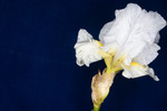 Iris germonica (IMG_0022.tif)