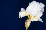 Iris germonica (IMG_0023.tif)