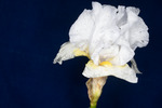 Iris germonica (IMG_0025.tif)
