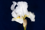 Iris germonica (IMG_0030.tif)