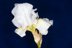 Iris germonica (IMG_0034.tif)