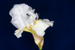 Iris germonica (IMG_0036.tif)