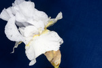 Iris germonica (IMG_0037.tif)