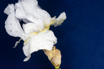 Iris germonica (IMG_0038.tif)