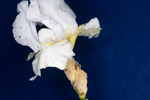 Iris germonica (IMG_0039.tif)