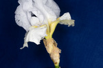Iris germonica (IMG_0040.tif)