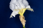 Iris germonica (IMG_0041.tif)