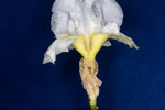 Iris germonica (IMG_0042.tif)