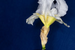 Iris germonica (IMG_0044.tif)