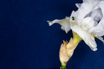 Iris germonica (IMG_0047.tif)