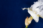 Iris germonica (IMG_0048.tif)