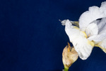 Iris germonica (IMG_0049.tif)