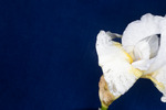 Iris germonica (IMG_0050.tif)
