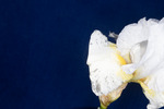 Iris germonica (IMG_0051.tif)