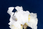 Iris germonica (IMG_0057.tif)