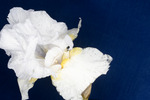 Iris germonica (IMG_0060.tif)