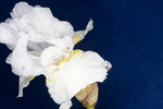 Iris germonica (IMG_0061.tif)