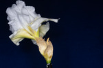 Iris germonica (IMG_0062.tif)