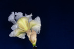 Iris germonica (IMG_0064.tif)