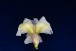 Iris germonica (IMG_0067.tif)