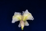 Iris germonica (IMG_0068.tif)