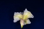 Iris germonica (IMG_0069.tif)