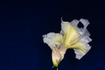 Iris germonica (IMG_0072.tif)